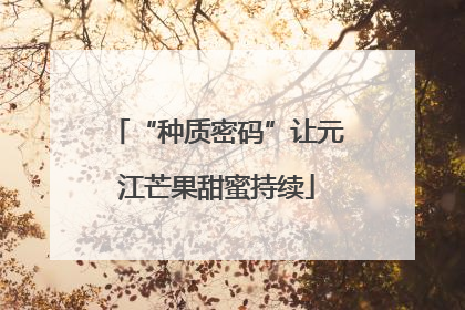 “种质密码”让元江芒果甜蜜持续