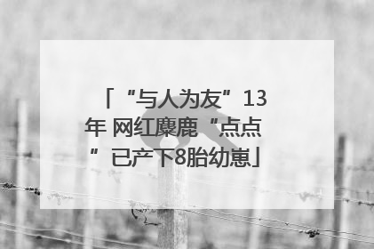 “与人为友”13年 网红麋鹿“点点”已产下8胎幼崽