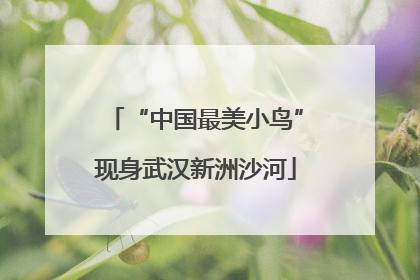 “中国最美小鸟”现身武汉新洲沙河