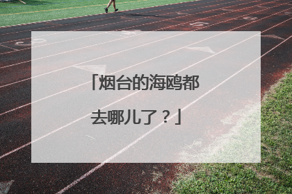 烟台的海鸥都去哪儿了？