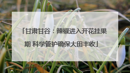 甘肃甘谷：辣椒进入开花挂果期 科学管护确保大田丰收