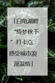 白龟湖畔“绮梦秋千”打卡点：感受城市浪漫温情