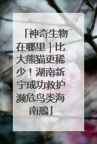 神奇生物在哪里｜比大熊猫更稀少！湖南新宁成功救护濒危鸟类海南鳽