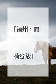 福州：夏荷绽放