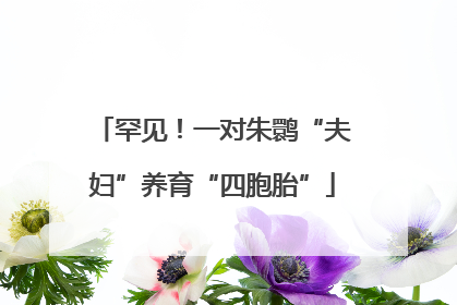 罕见！一对朱鹮“夫妇”养育“四胞胎”