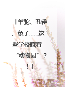 羊驼、孔雀、兔子……这些学校藏着 “动物园”？！