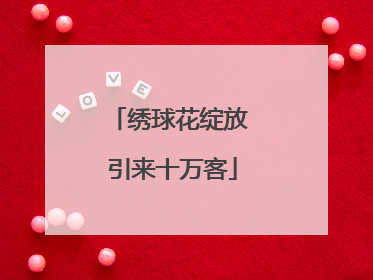 绣球花绽放 引来十万客