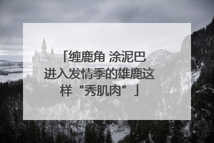 缠鹿角 涂泥巴 进入发情季的雄鹿这样“秀肌肉”