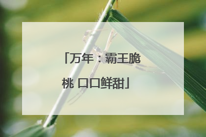 万年：霸王脆桃 口口鲜甜