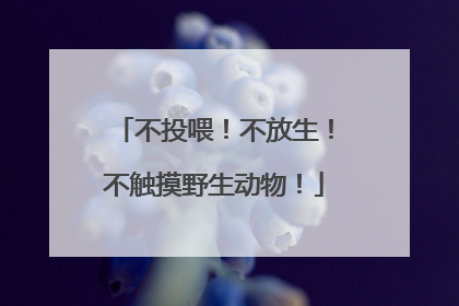 不投喂！不放生！不触摸野生动物！