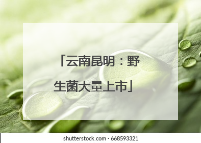 云南昆明：野生菌大量上市