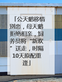 公天鹅移情别恋，母天鹅拒绝相亲，饲养员将“新欢”送走，时隔10天原配重逢