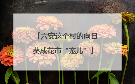 六安这个村的向日葵成花市“宠儿”