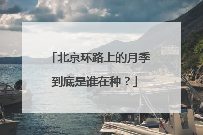 北京环路上的月季到底是谁在种？