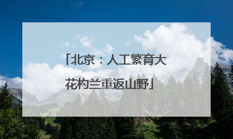 北京：人工繁育大花杓兰重返山野