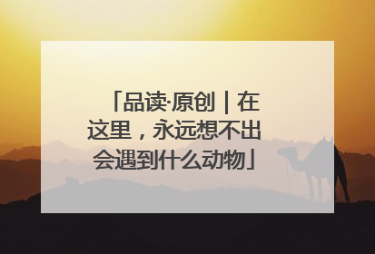 品读·原创｜在这里，永远想不出会遇到什么动物