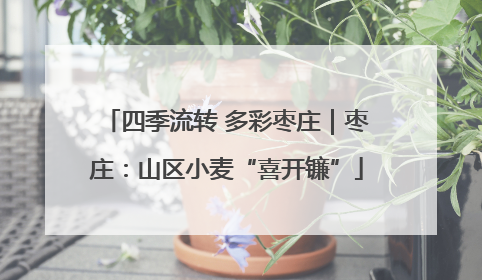 四季流转 多彩枣庄｜枣庄：山区小麦“喜开镰”