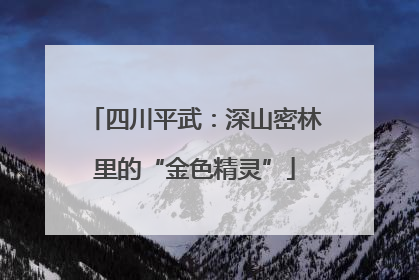 四川平武：深山密林里的“金色精灵”