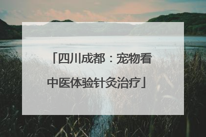 四川成都：宠物看中医体验针灸治疗