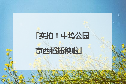 实拍！中坞公园京西稻插秧啦