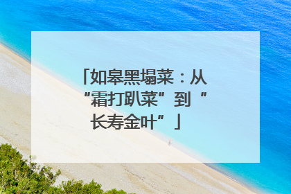 如皋黑塌菜：从“霜打趴菜”到“长寿金叶”