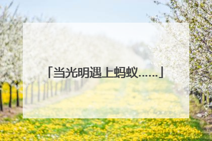 当光明遇上蚂蚁……