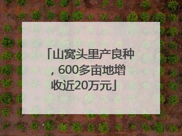 山窝头里产良种，600多亩地增收近20万元
