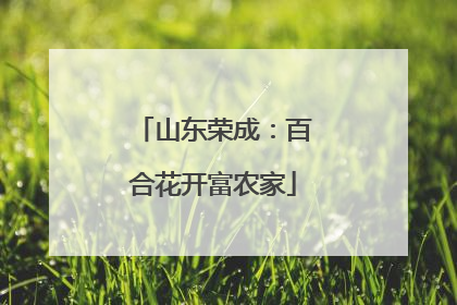 山东荣成：百合花开富农家