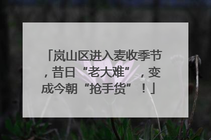 岚山区进入麦收季节，昔日“老大难”，变成今朝“抢手货”！