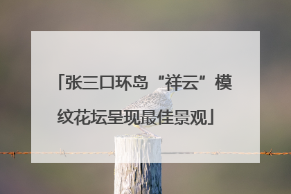 张三口环岛“祥云”模纹花坛呈现最佳景观