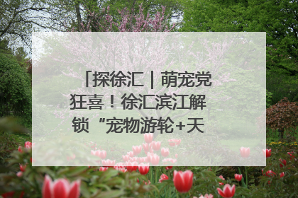 探徐汇｜萌宠党狂喜！徐汇滨江解锁“宠物游轮+天台乐园”双玩法