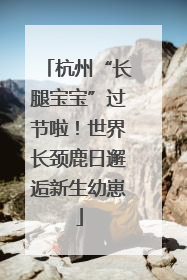 杭州“长腿宝宝”过节啦！世界长颈鹿日邂逅新生幼崽