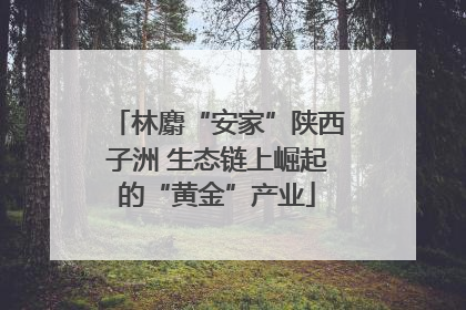 林麝“安家”陕西子洲 生态链上崛起的“黄金”产业