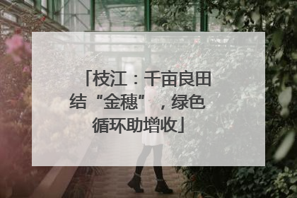枝江：千亩良田结“金穗”，绿色循环助增收