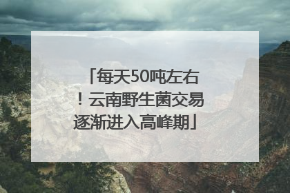 每天50吨左右！云南野生菌交易逐渐进入高峰期