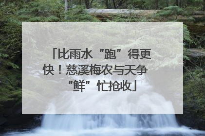 比雨水“跑”得更快！慈溪梅农与天争“鲜”忙抢收