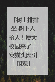 树上排排坐 树下人挤人！厦大校园来了一窝猫头鹰引围观