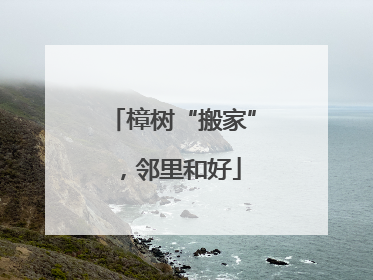 樟树“搬家”，邻里和好