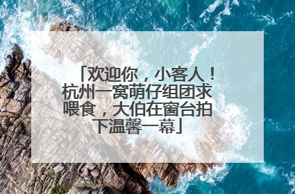 欢迎你，小客人！杭州一窝萌仔组团求喂食，大伯在窗台拍下温馨一幕