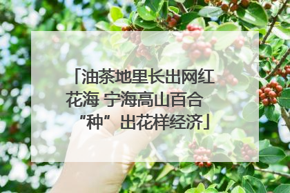 油茶地里长出网红花海 宁海高山百合“种”出花样经济