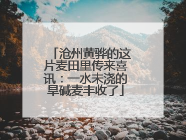 沧州黄骅的这片麦田里传来喜讯：一水未浇的旱碱麦丰收了
