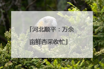 河北顺平：万余亩鲜杏采收忙