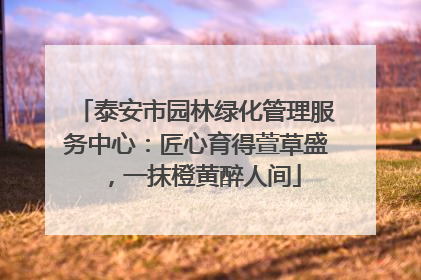 泰安市园林绿化管理服务中心：匠心育得萱草盛，一抹橙黄醉人间