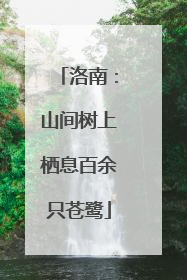 洛南：山间树上栖息百余只苍鹭