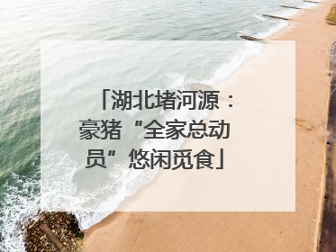 湖北堵河源：豪猪“全家总动员”悠闲觅食