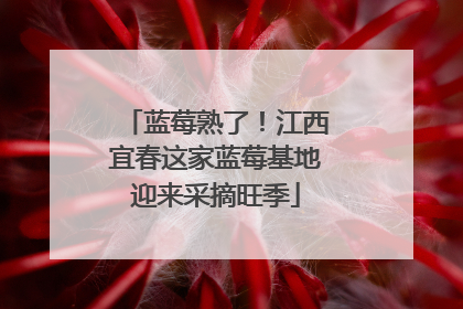 蓝莓熟了！江西宜春这家蓝莓基地迎来采摘旺季