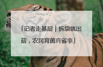 记者走基层｜拆袋就出菇，农民育菌真省事