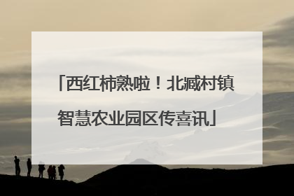 西红柿熟啦！北臧村镇智慧农业园区传喜讯