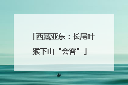 西藏亚东：长尾叶猴下山“会客”