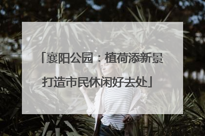 襄阳公园：植荷添新景 打造市民休闲好去处